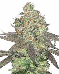 Buy Alien OG Seed Online